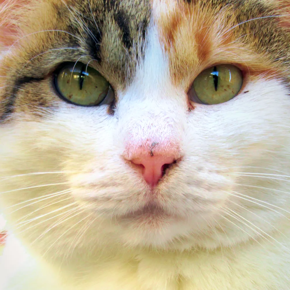 April 2026 | Cats, flowers and spring celebrations