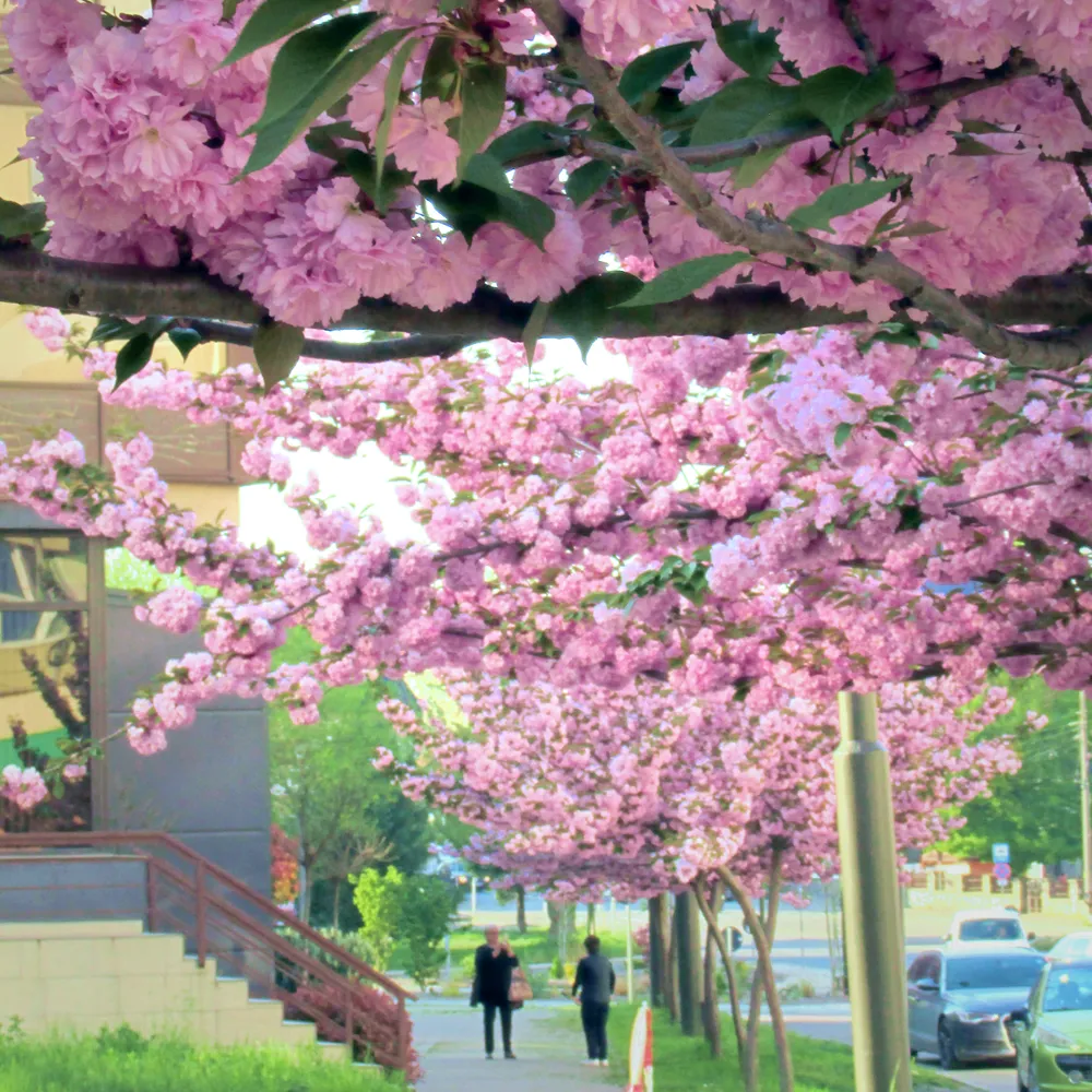 April 2026 | Cats, flowers and spring celebrations