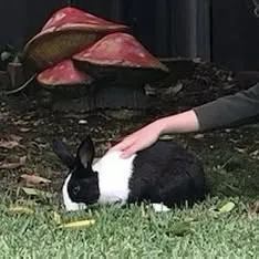 large adult black and white rabbit getting petted