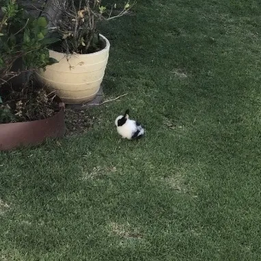 tiny baby black and white rabbit sitting on green grass