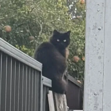 fluffy long-hair black cat sitting on the fence looking back at the camera