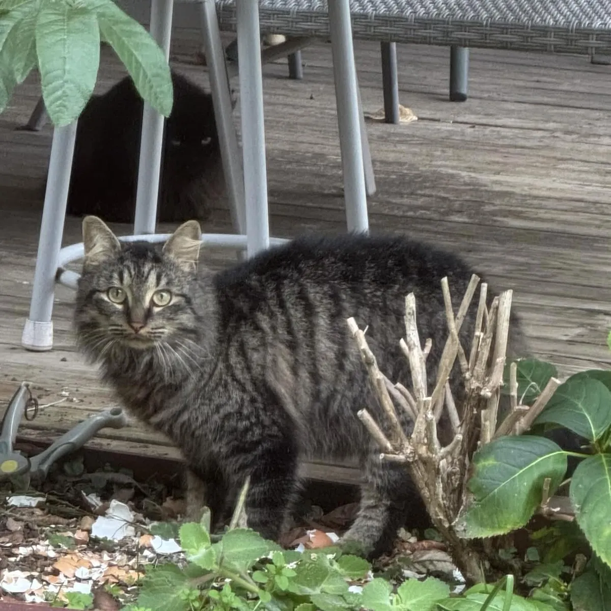 long-hair tabby-grey cat staring at the camera while standing on a garden bed with crushed eggshells. The background is a stool with the black cat under the stool, also staring