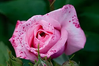 chitrarekha_image