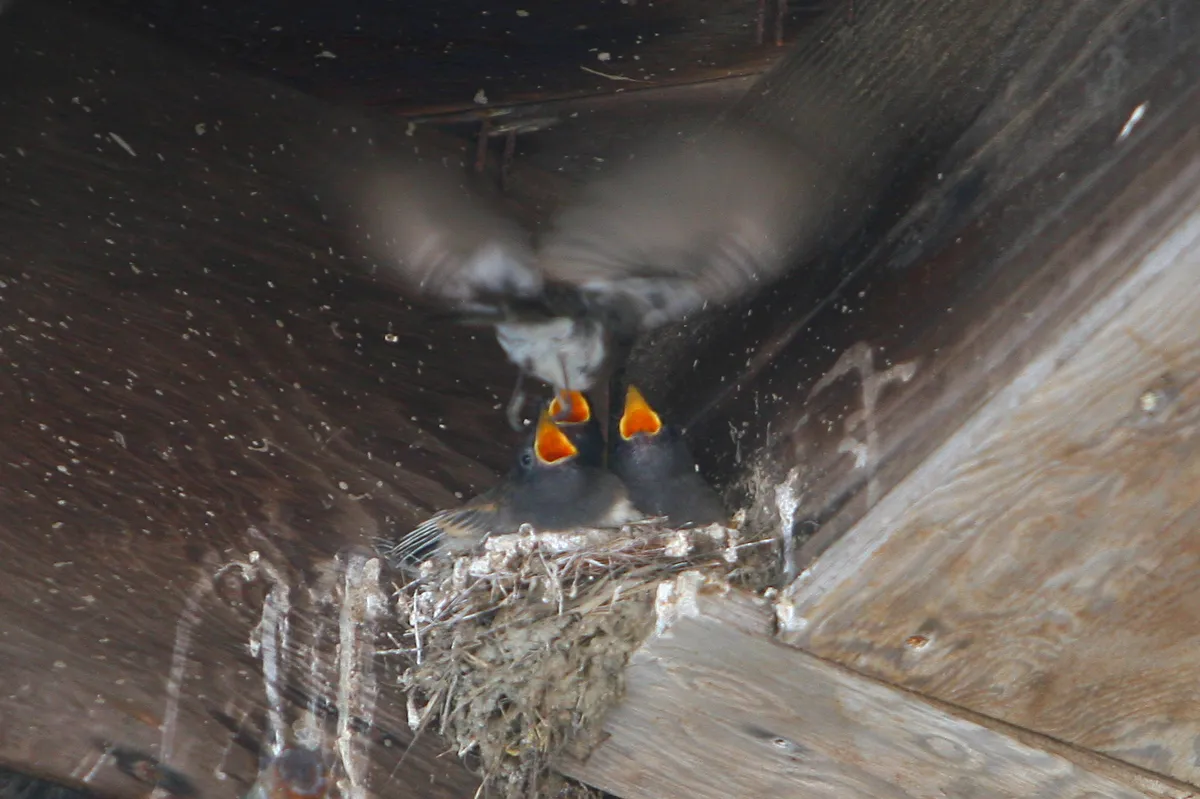 IMG_2181_crop