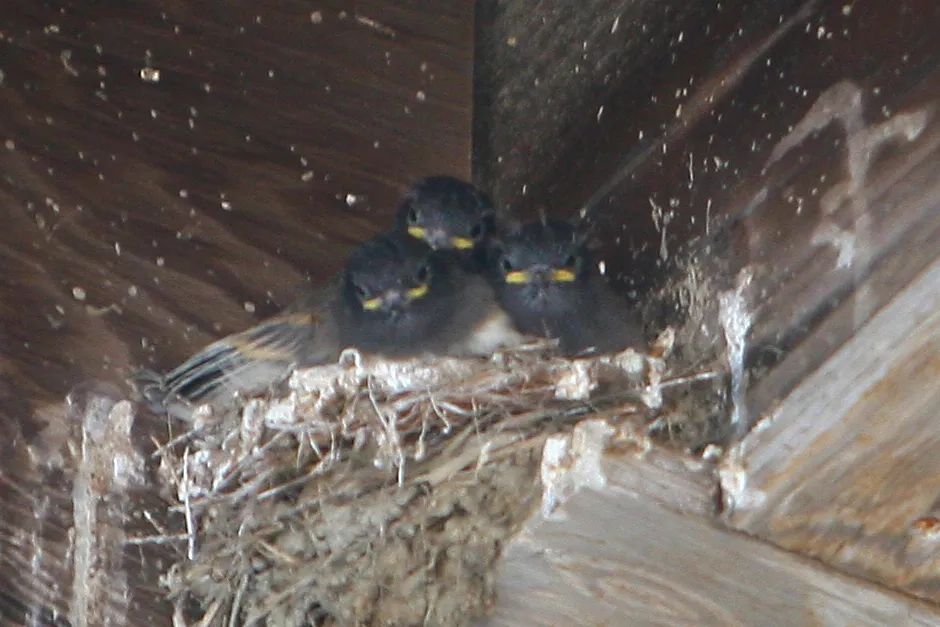 IMG_2185_crop