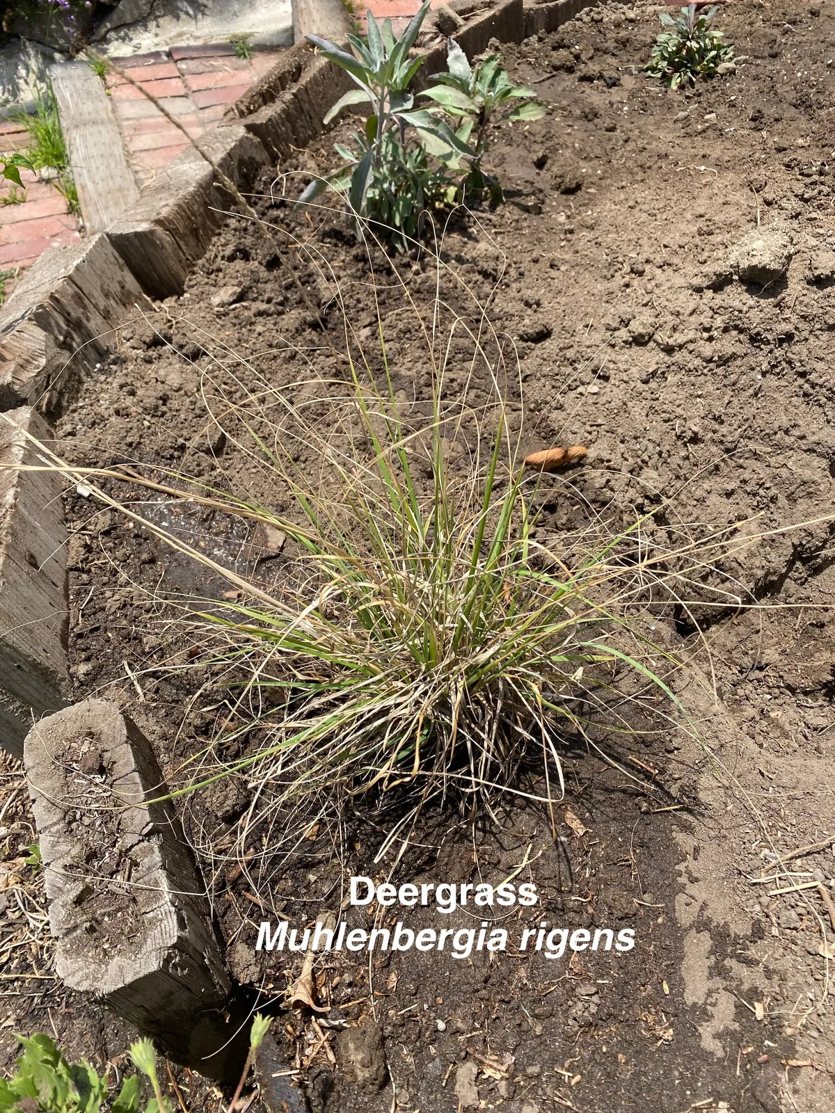 IMG_8927-deergrass-text-overlay