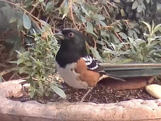 Spotted-Towhee