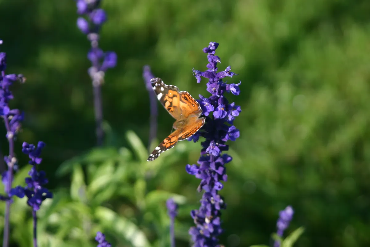 A butterfly sitting on a purple flower