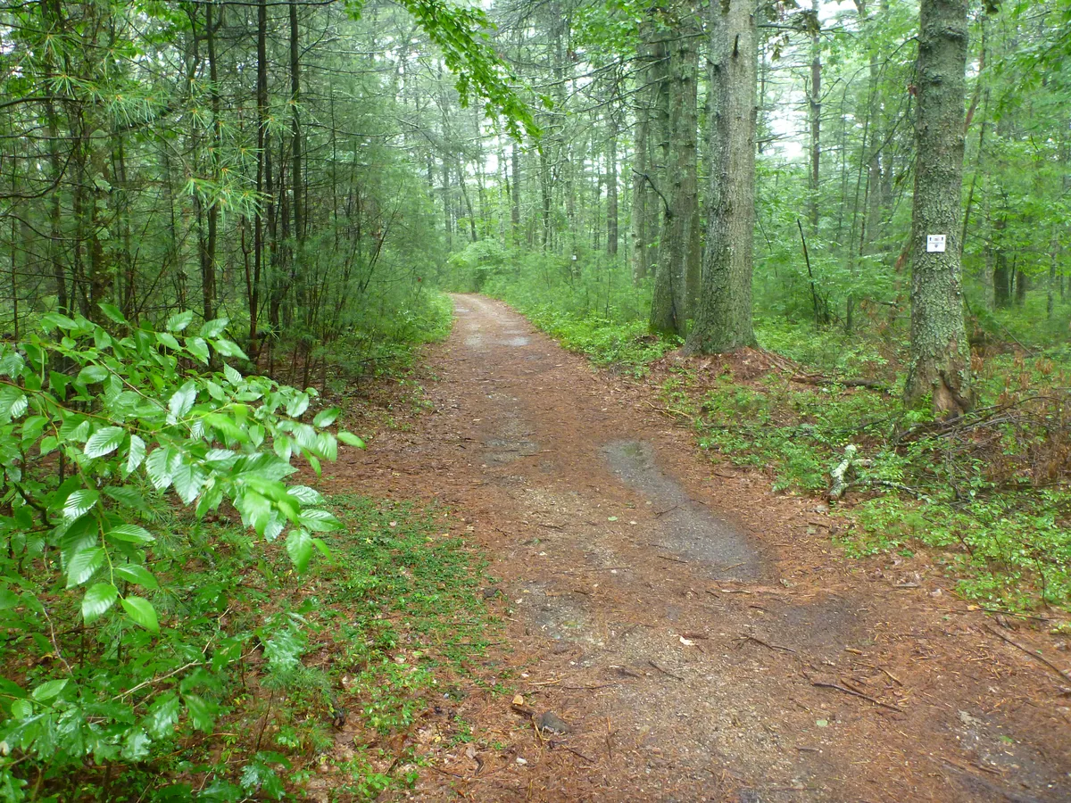 A path through the woods.