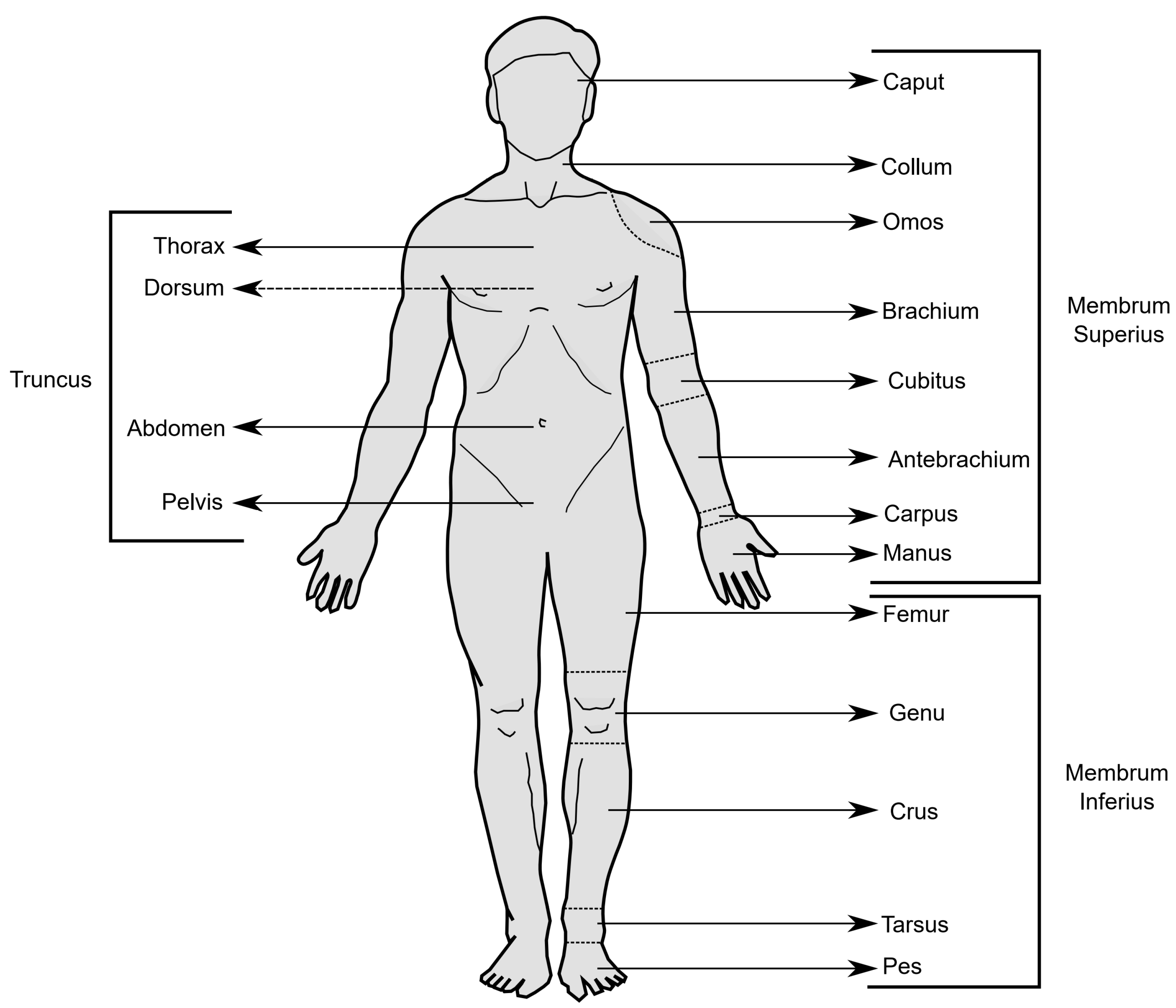 Anatomy of human body