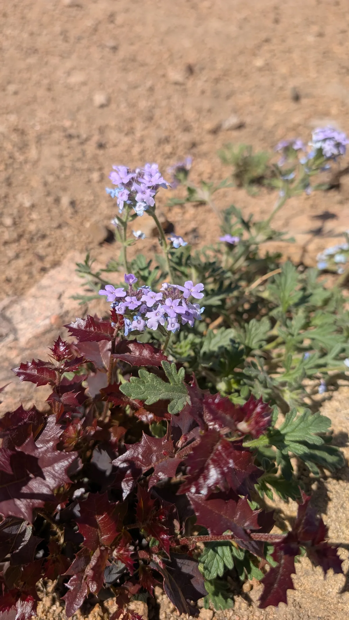 PXL_20250518_162447235