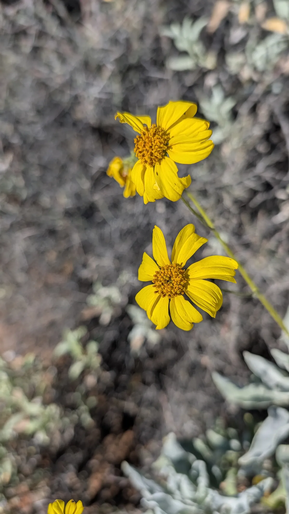 PXL_20251226_172111815