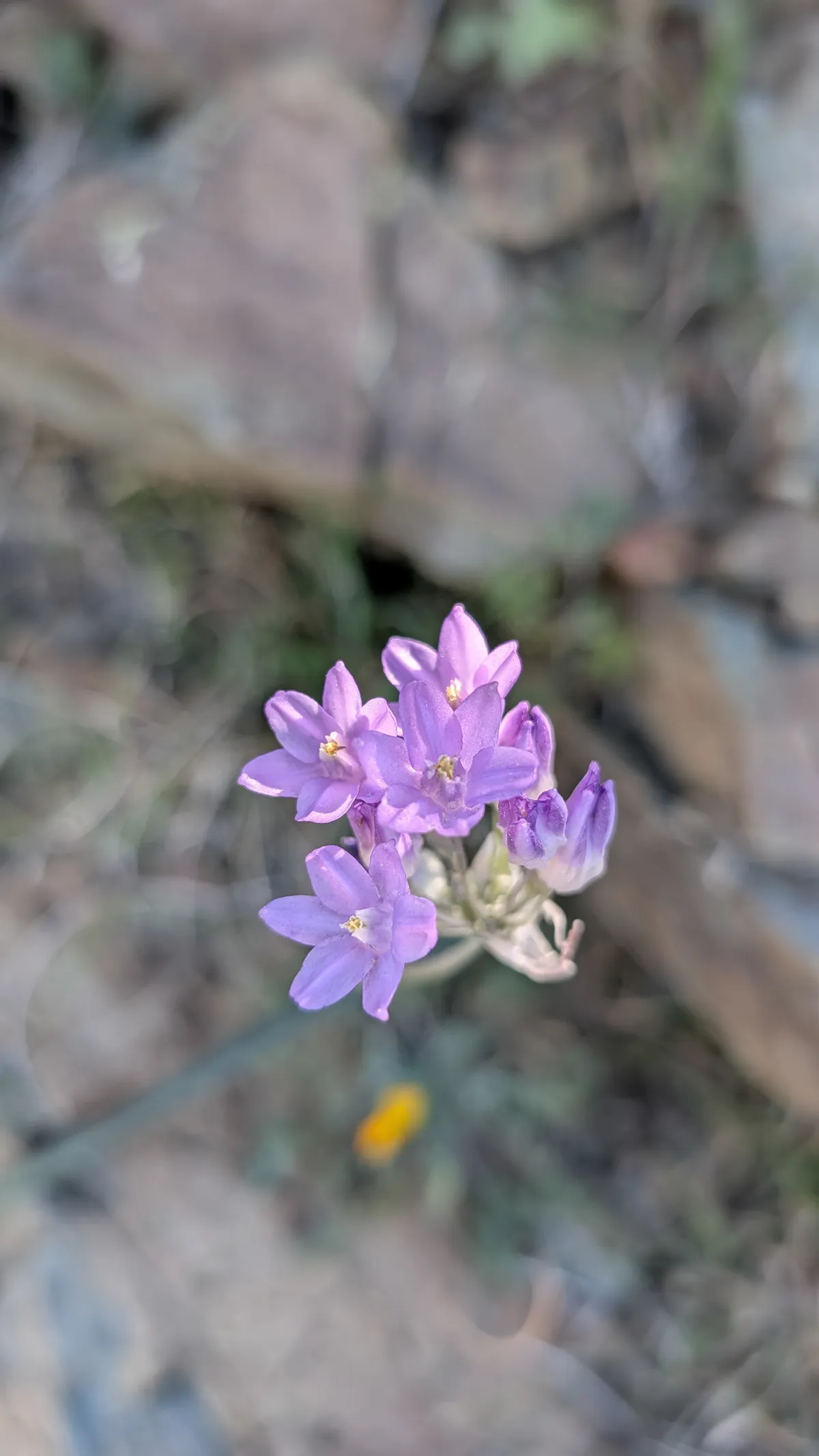 PXL_20260125_175000767