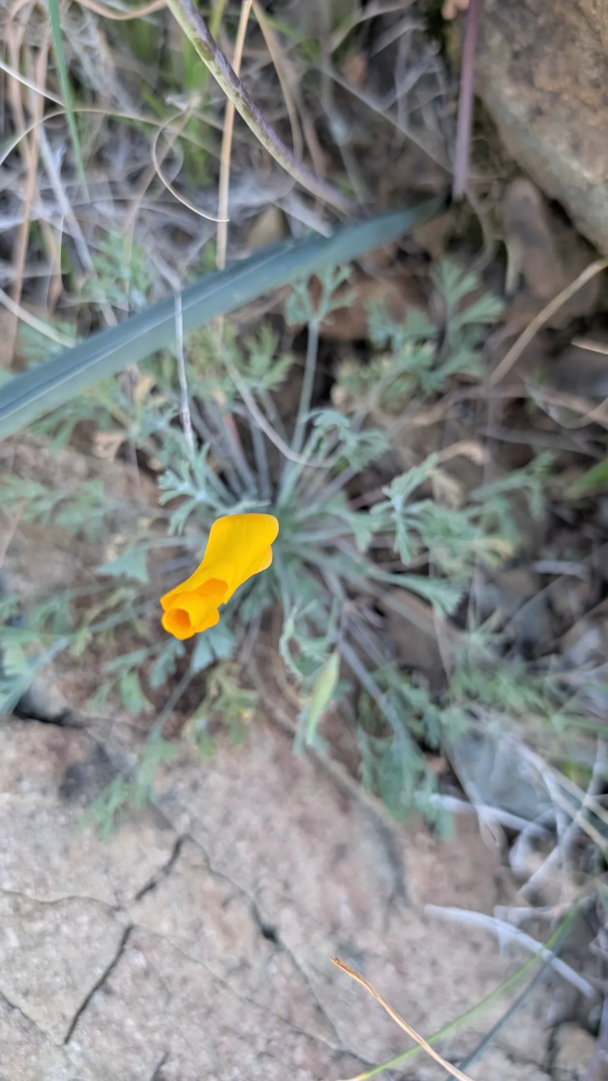 PXL_20260125_175008327