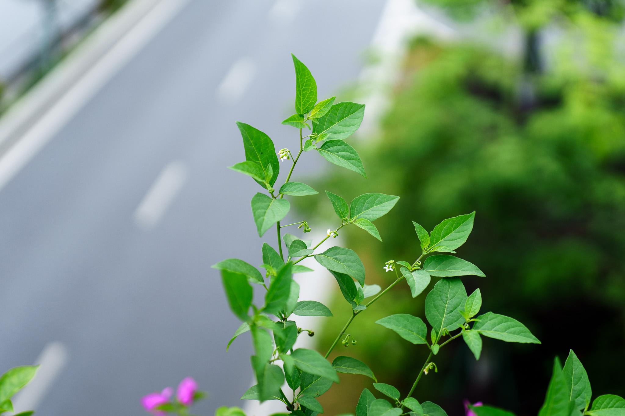 感受下 f1.8