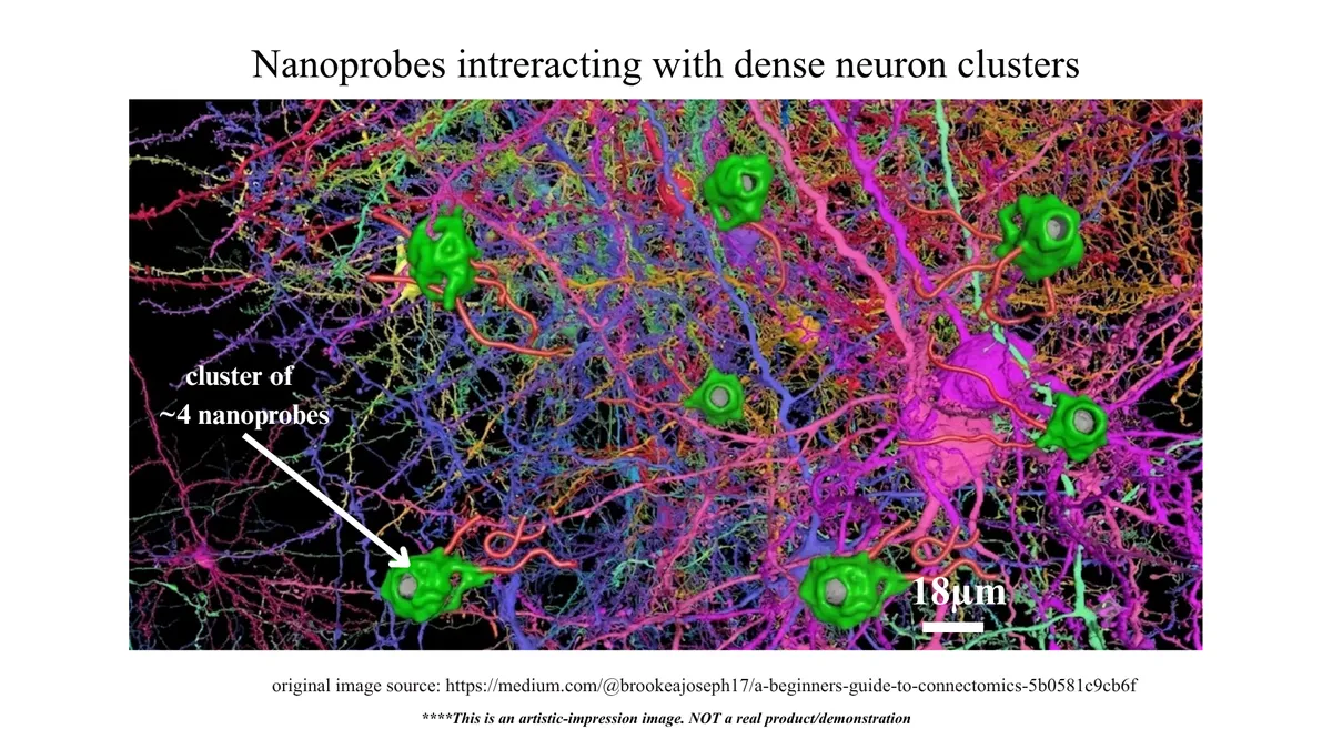 Neurons