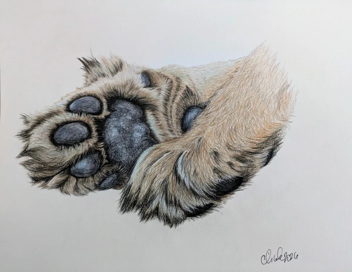 lionspaws