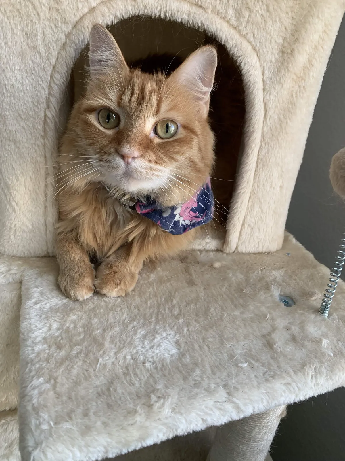 orange cat