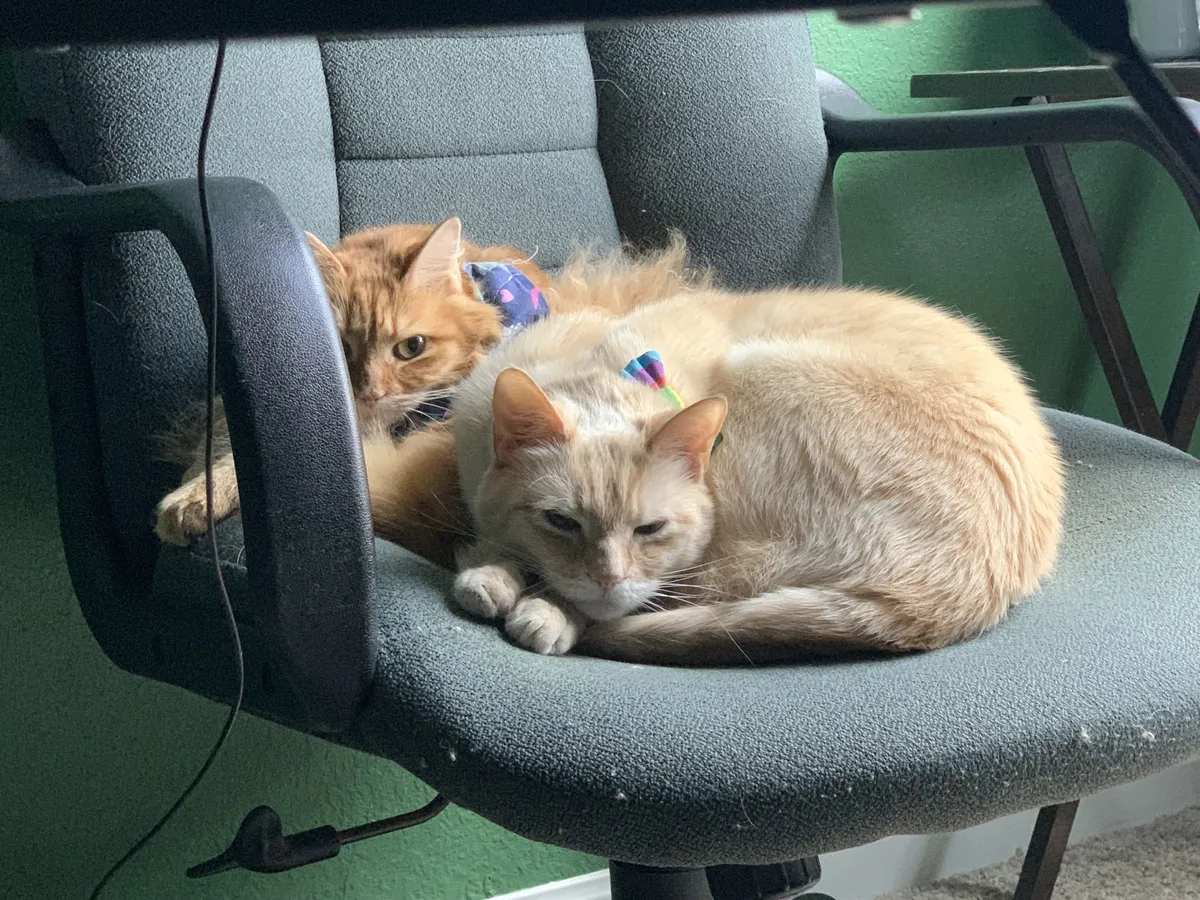 white cat and orange dog