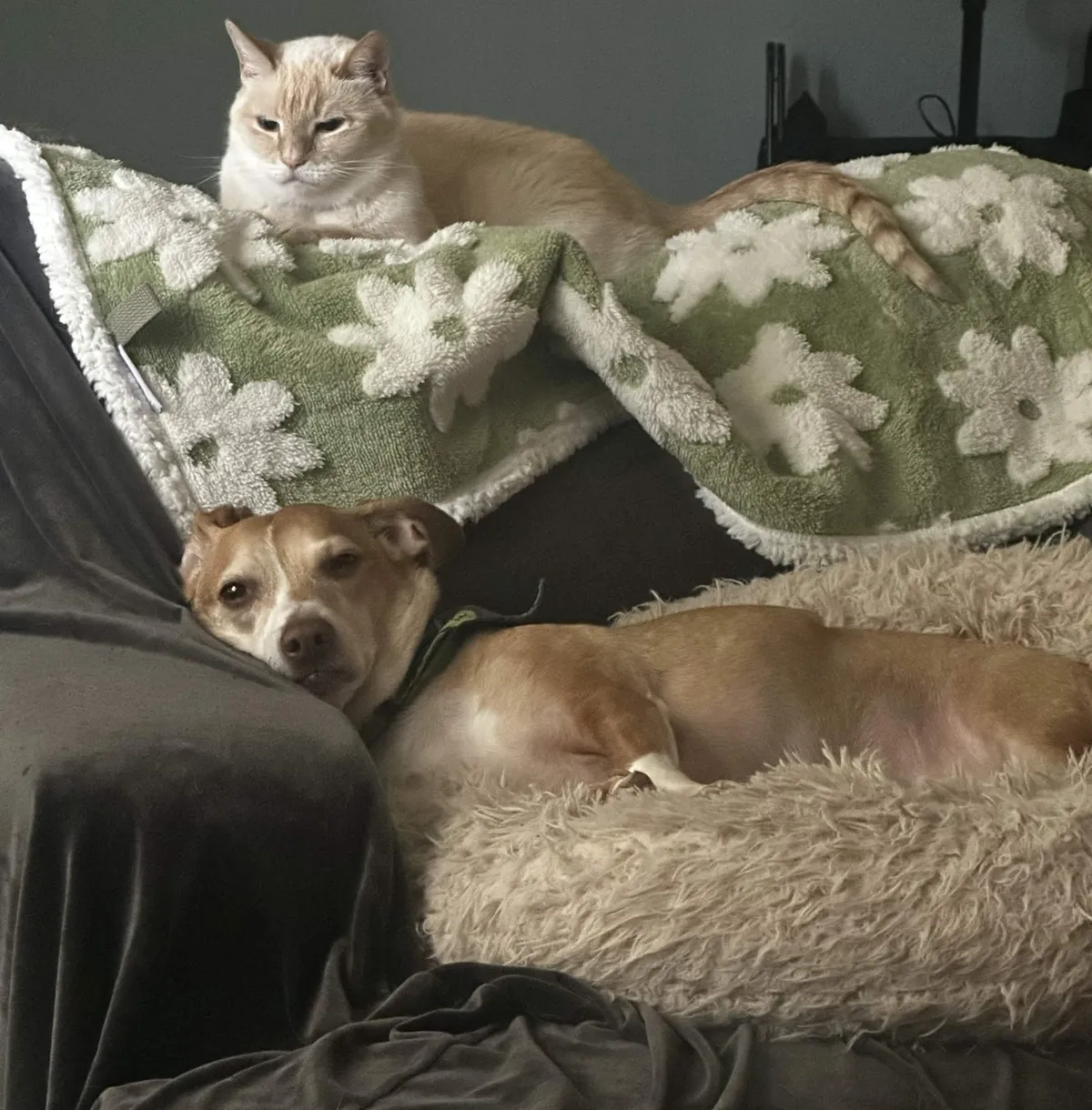 Dog and cat