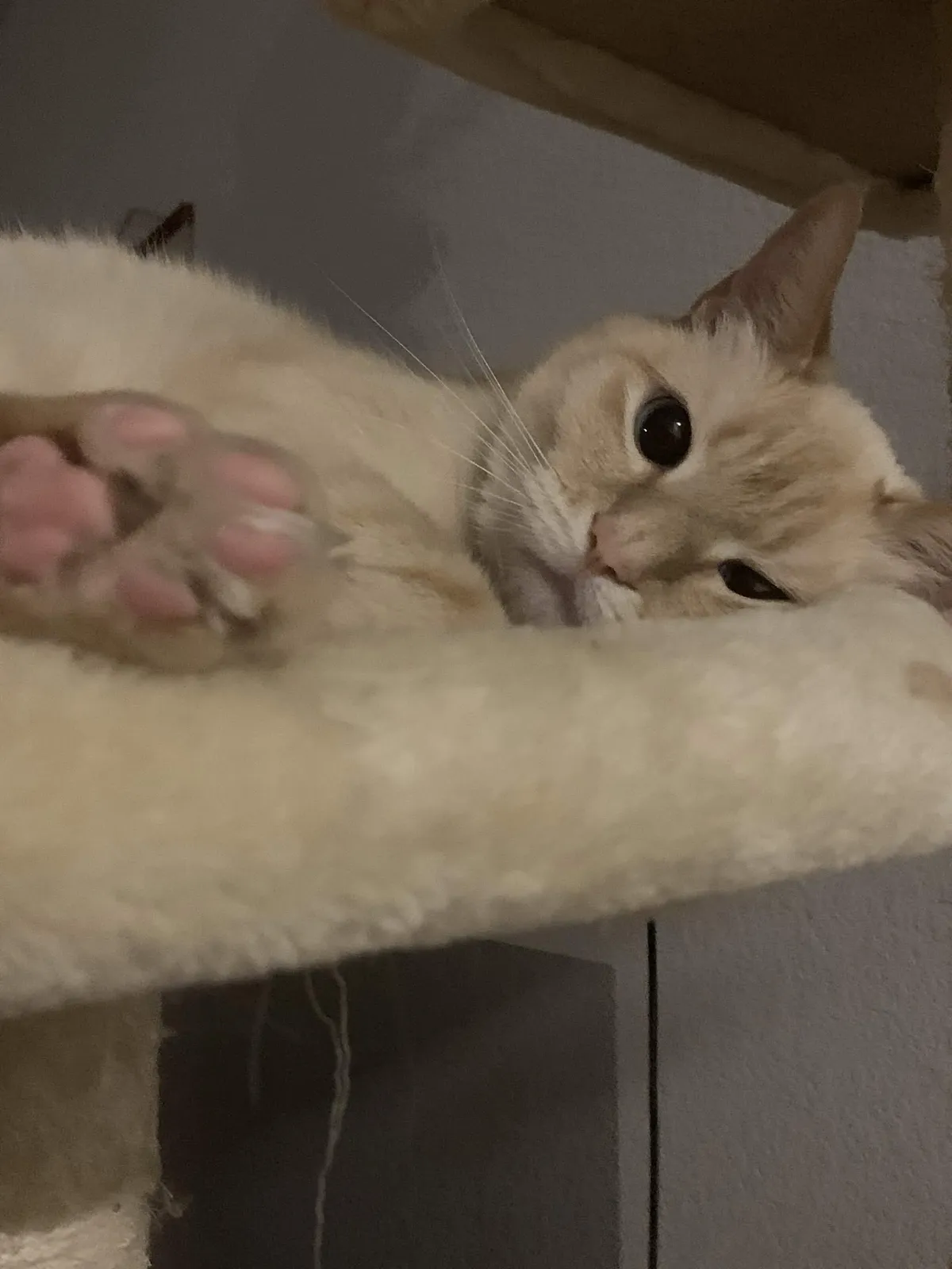 white cat