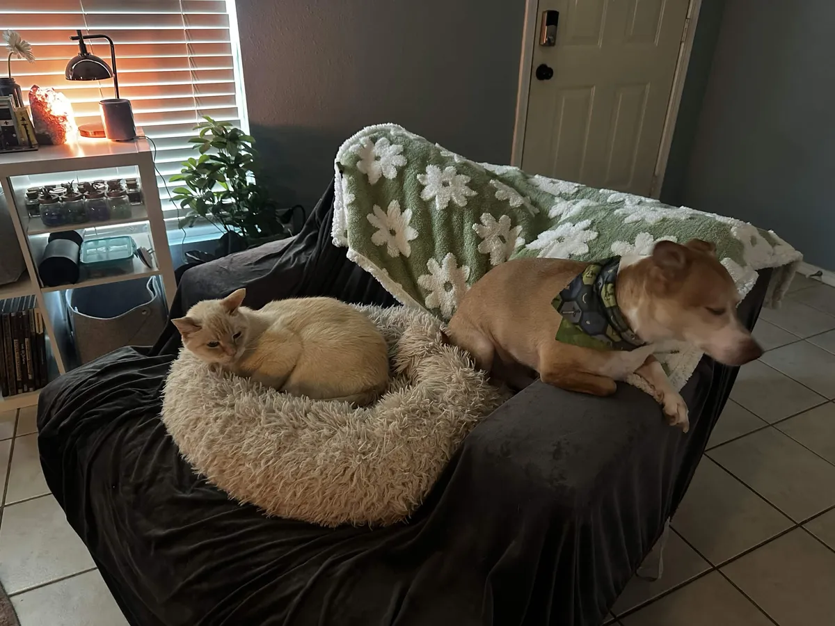 white cat and dog