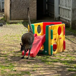 A wallaby jumps from a child's playpen.