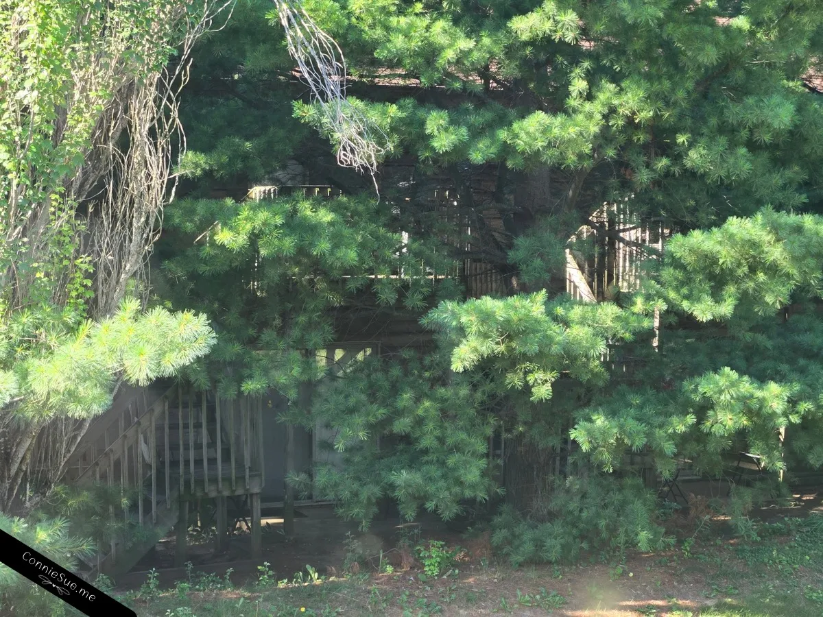Apartment complex thru the trees outside my hotel room window July 2026