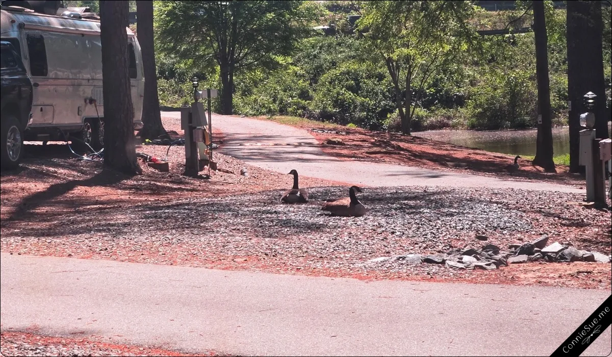 A couple of geese lay claim to an empty campsite