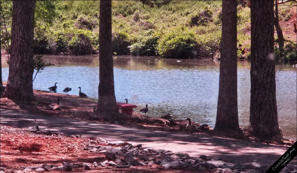 A gang of geese congregate at the edge of the pond