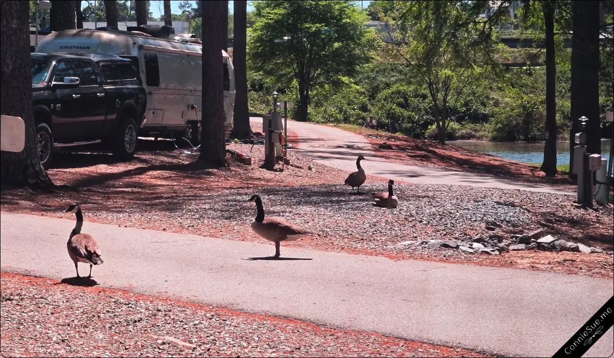 Male geese strutting their stuff, playing goosey games
