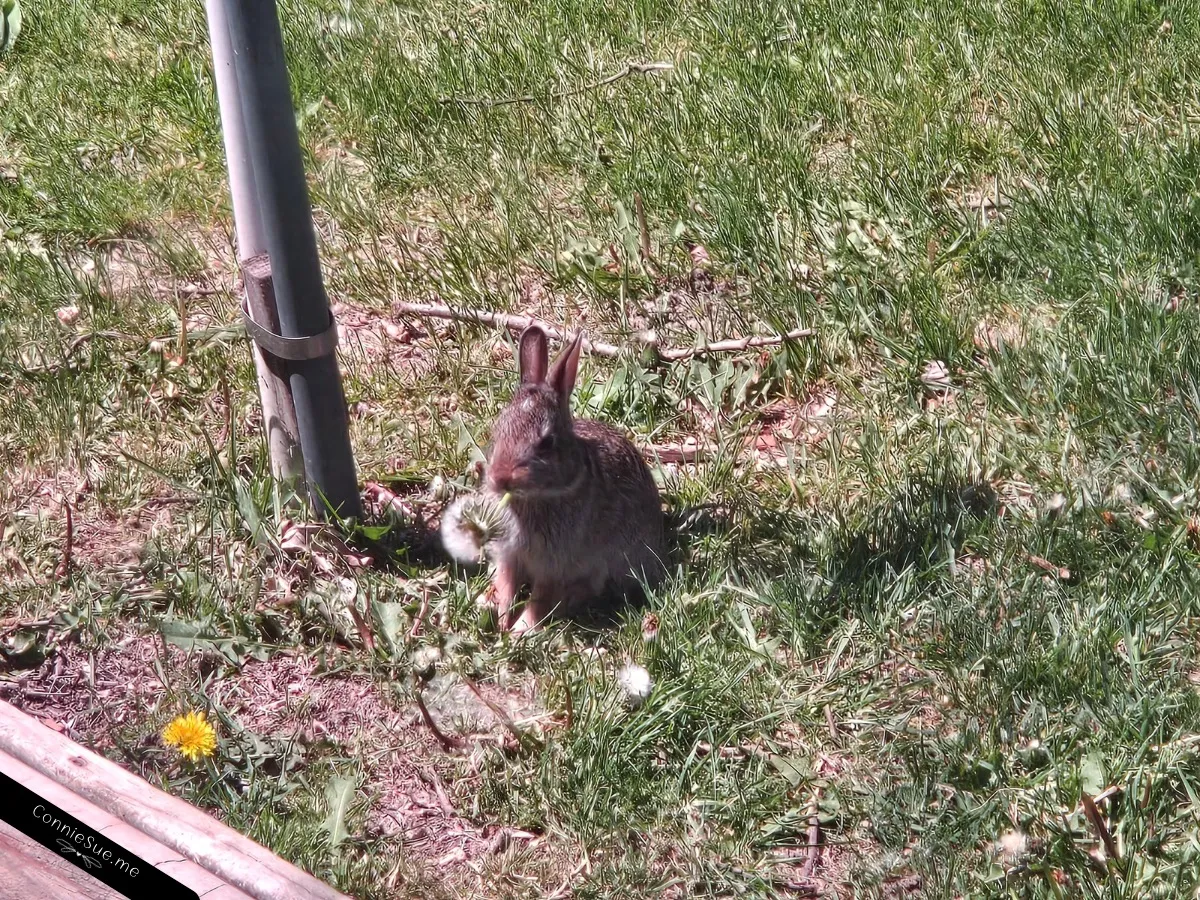 Cute bunny eating a fuzzy dandelion