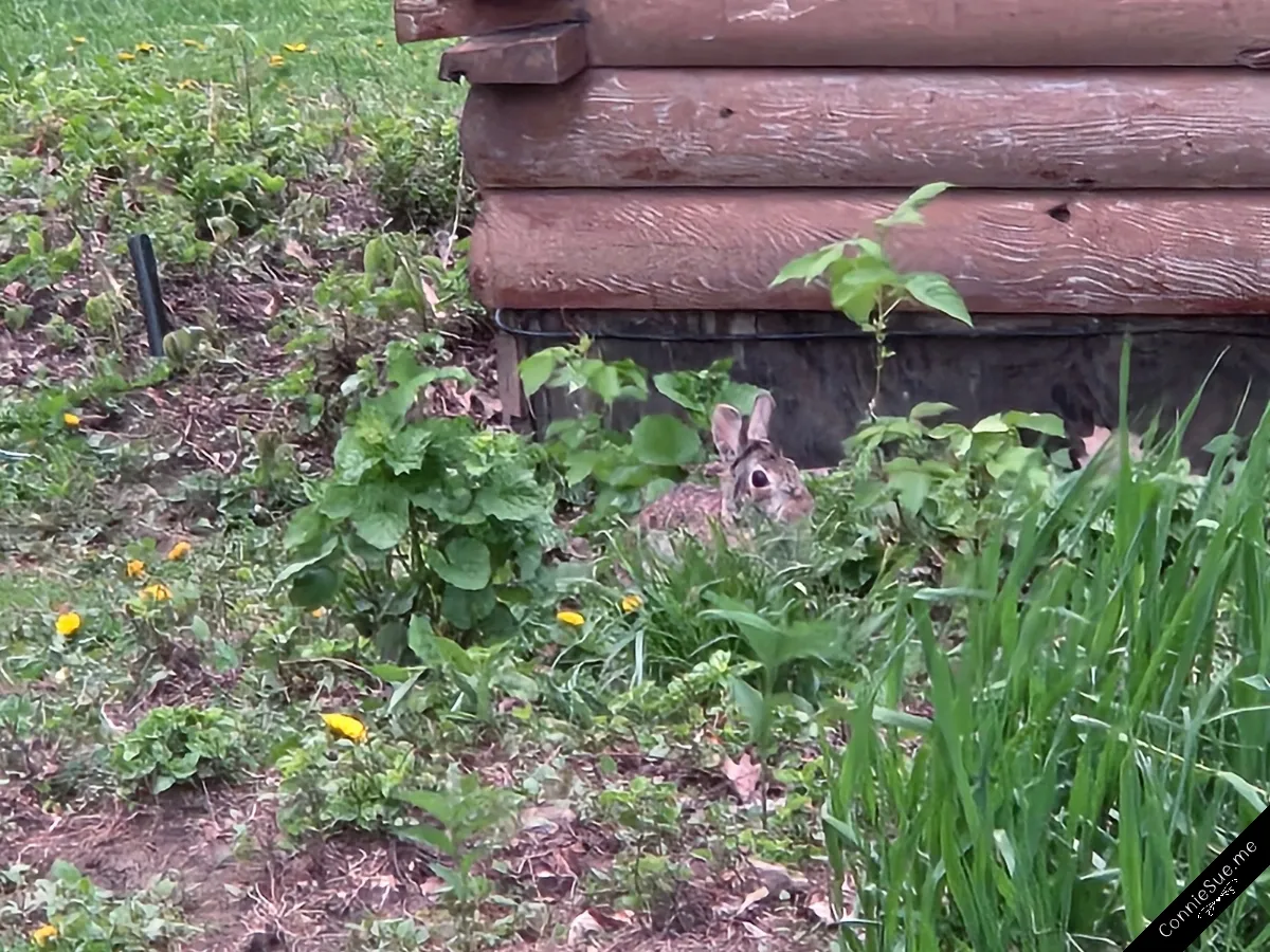 Bunny eating her greens