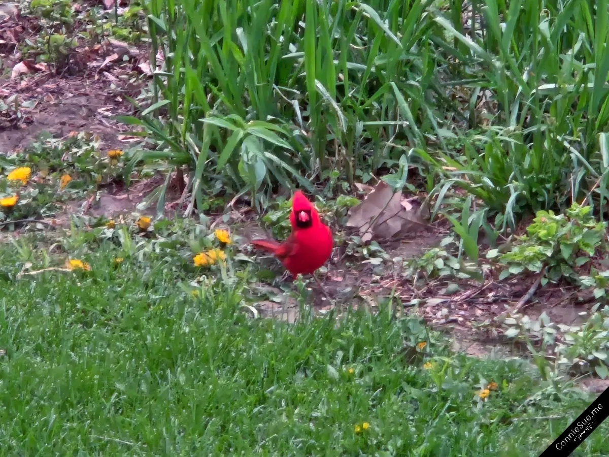 Vibrant Red Cardinal