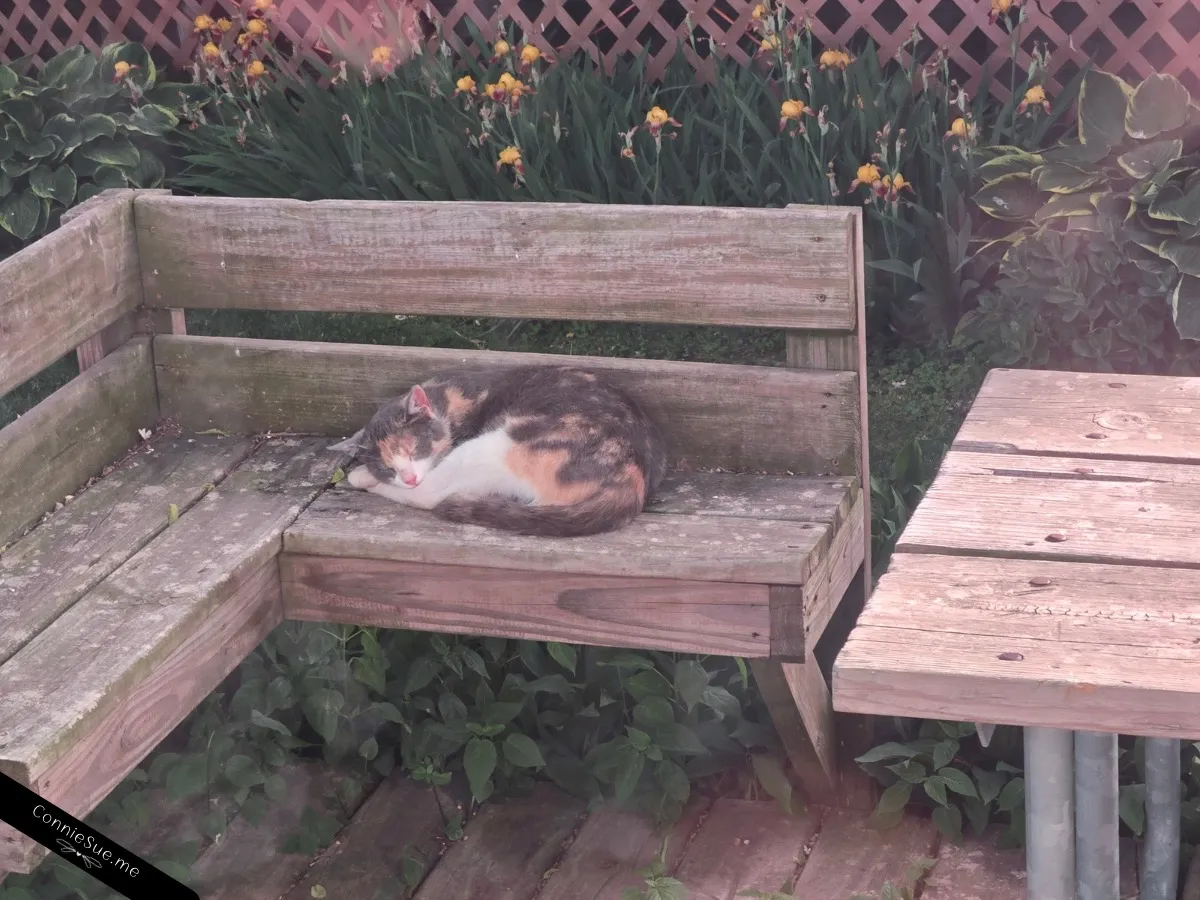 Cozy calico kitty sleeping peacefully