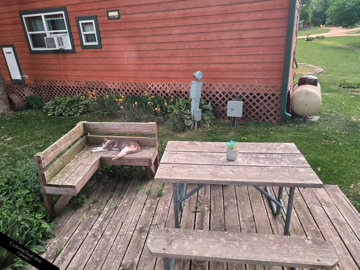 Gray calico cat sleeping on the bench on my campsite deck
