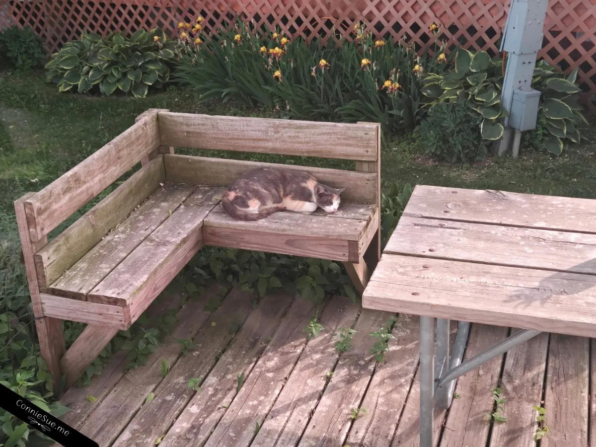Calico cat making herself at home on my campsite deck