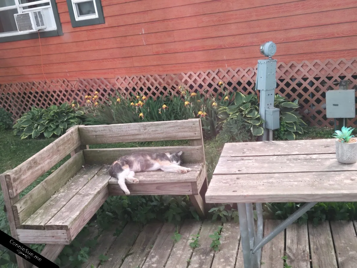 A gray calico cat decides to take a nap at my campsite