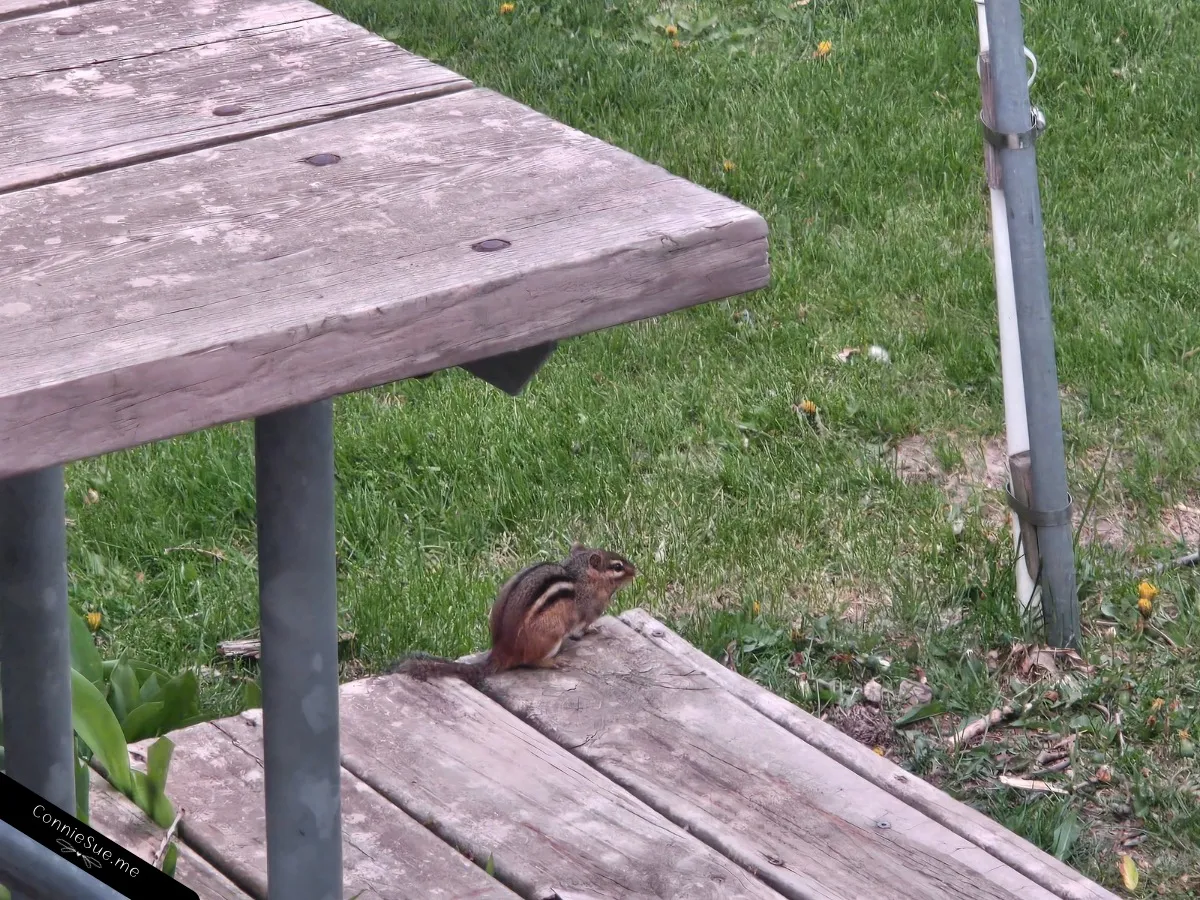 Miss Chippy - my campsite chipmunk