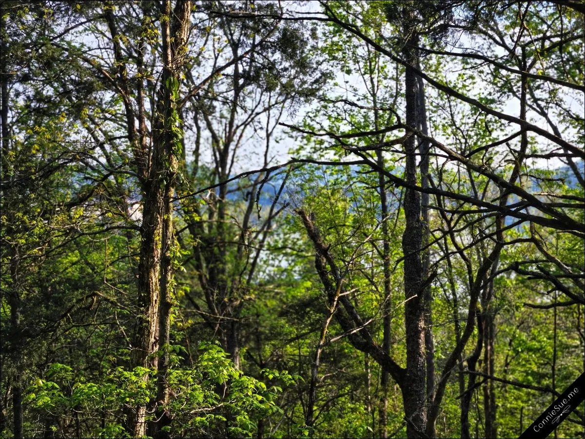 Edgar Evins State Park - My backyard - Edgar Evins State Park camping