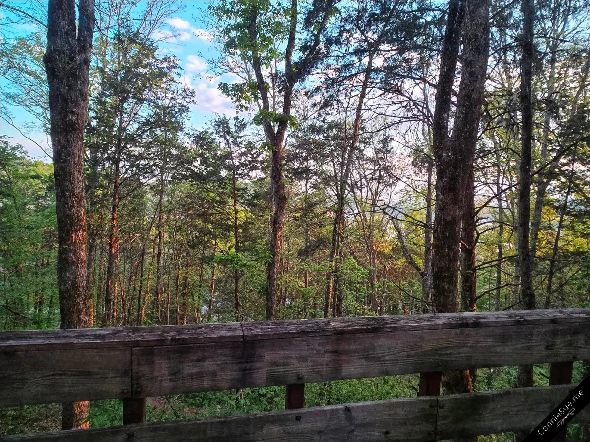 Edgar Evins State Park - The morning view out my back window