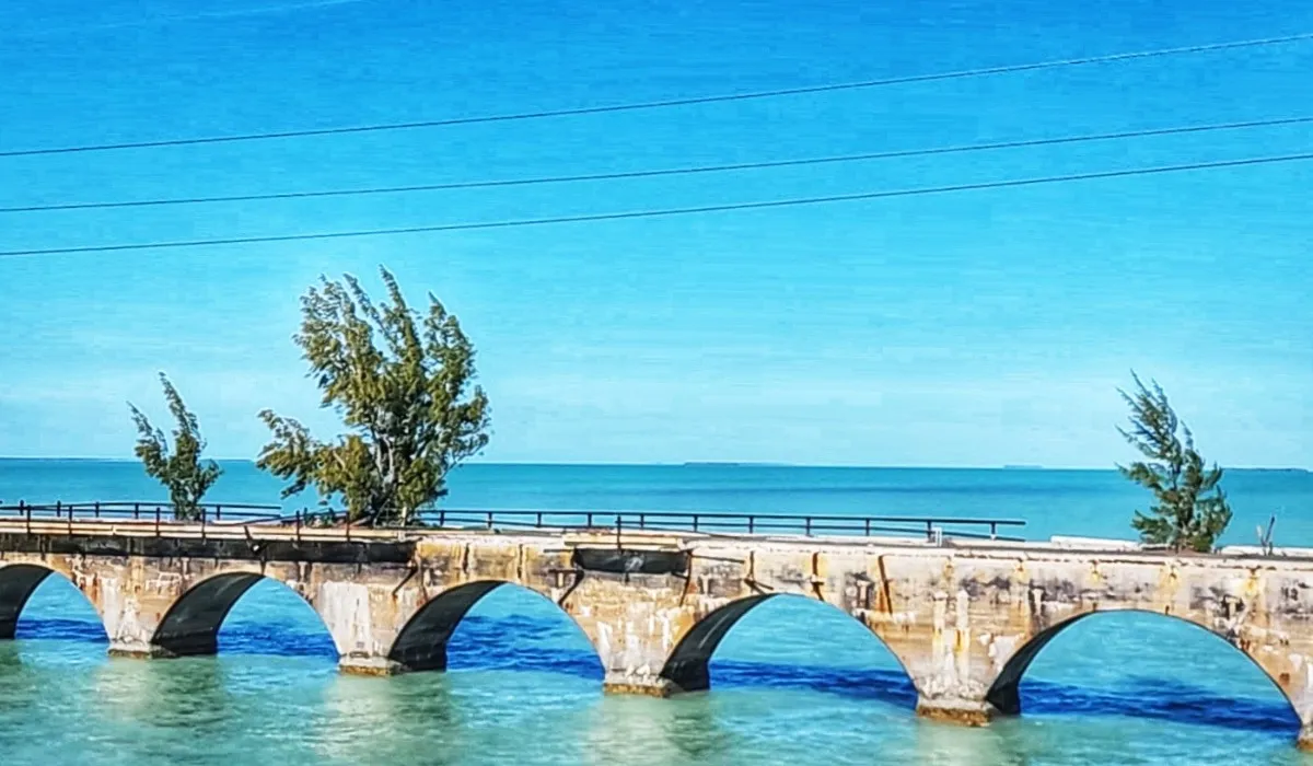 Fred the Tree on Old 7 Mile Bridge 02-2026