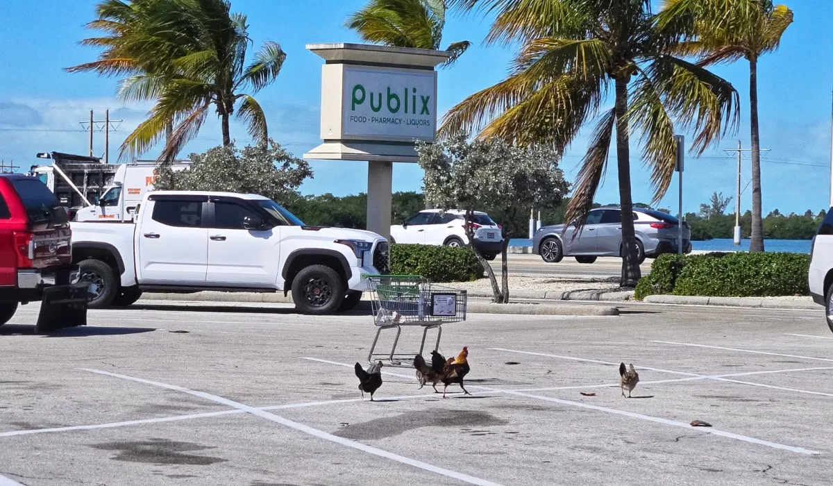 Key West Chickens