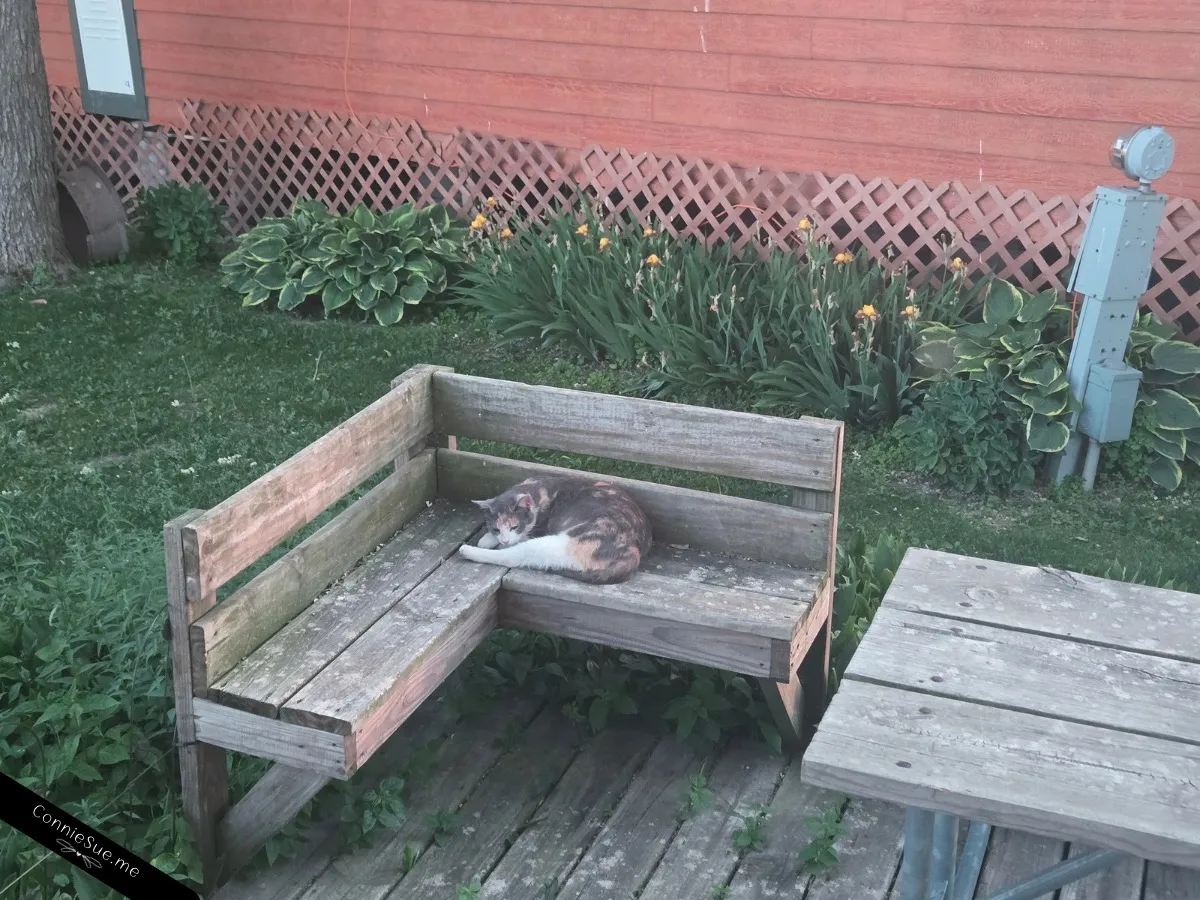 Miss Calico sleeping on the bench at my campsite