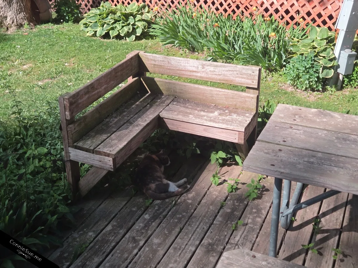 Miss Calico taking a nap in the shade under the bench
