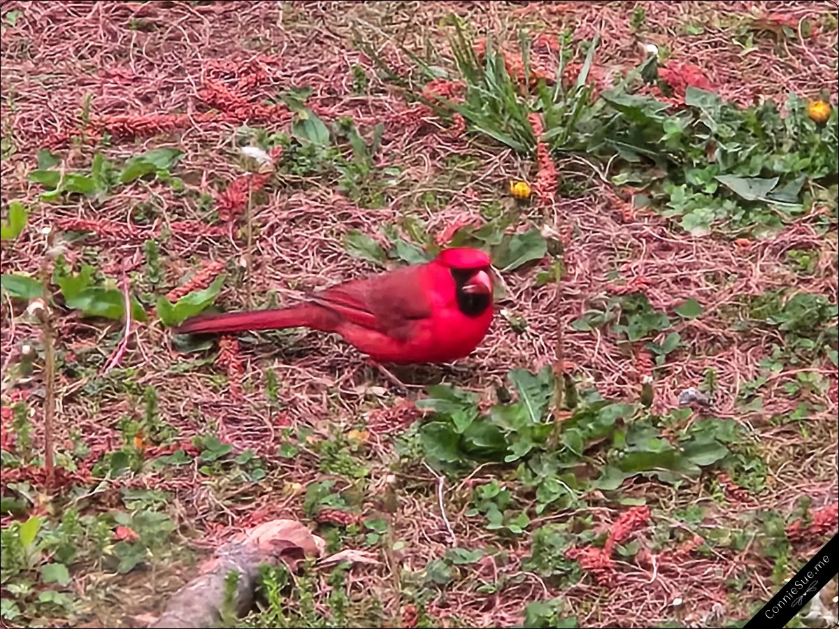 Morning Views - Red cardinal