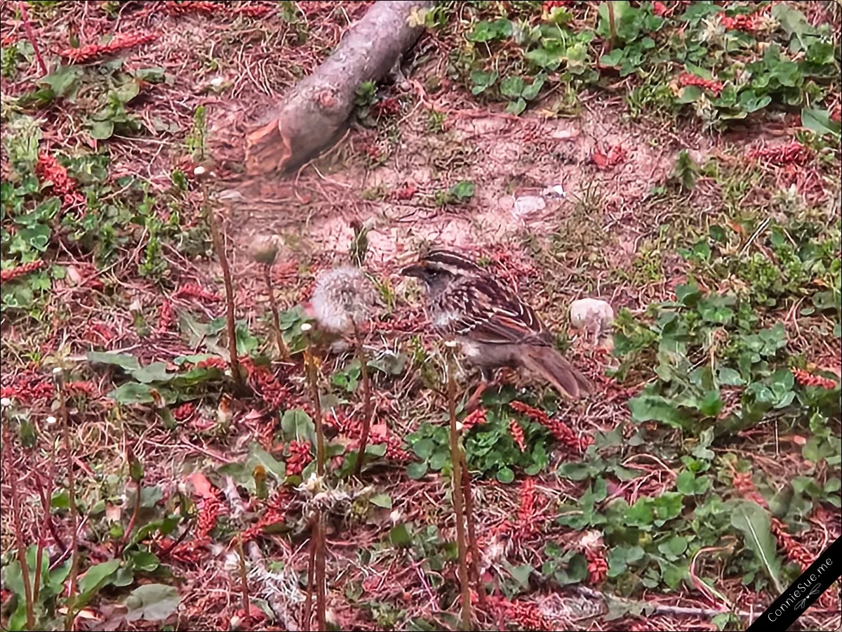 Morning Views - Sparrow