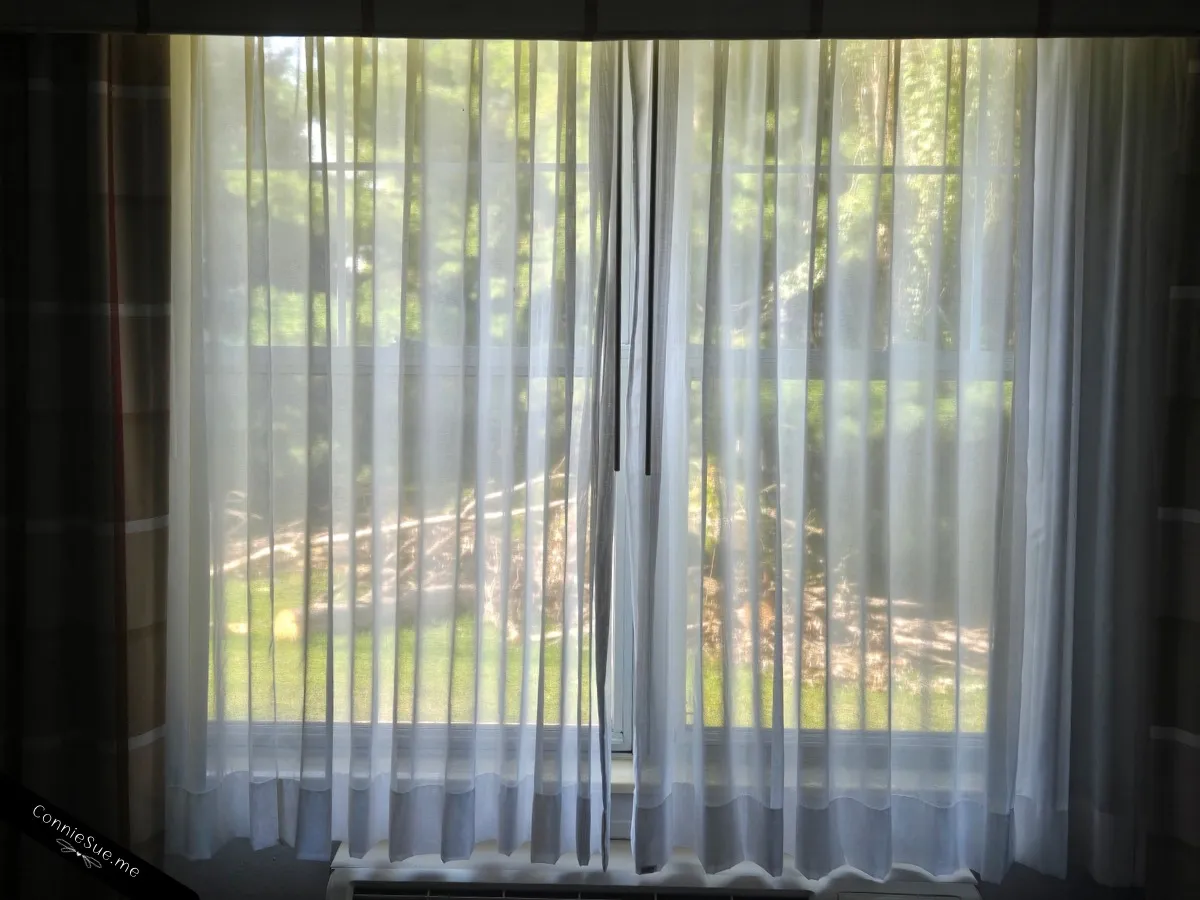 Nature outside my hotel room window July 2026