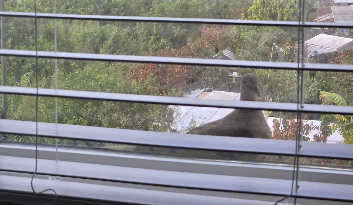 Fourth floor peeping Tom