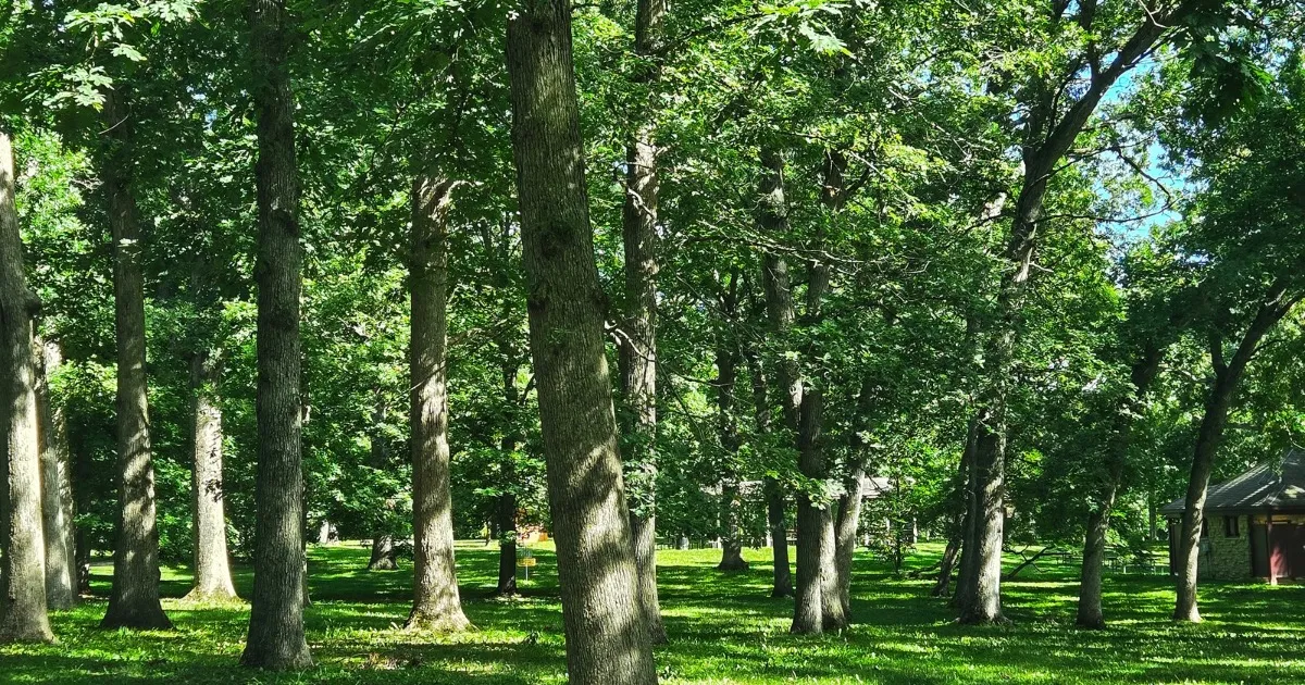 Under the trees on Flagstaff Hill, Krape Park in Freeport IL